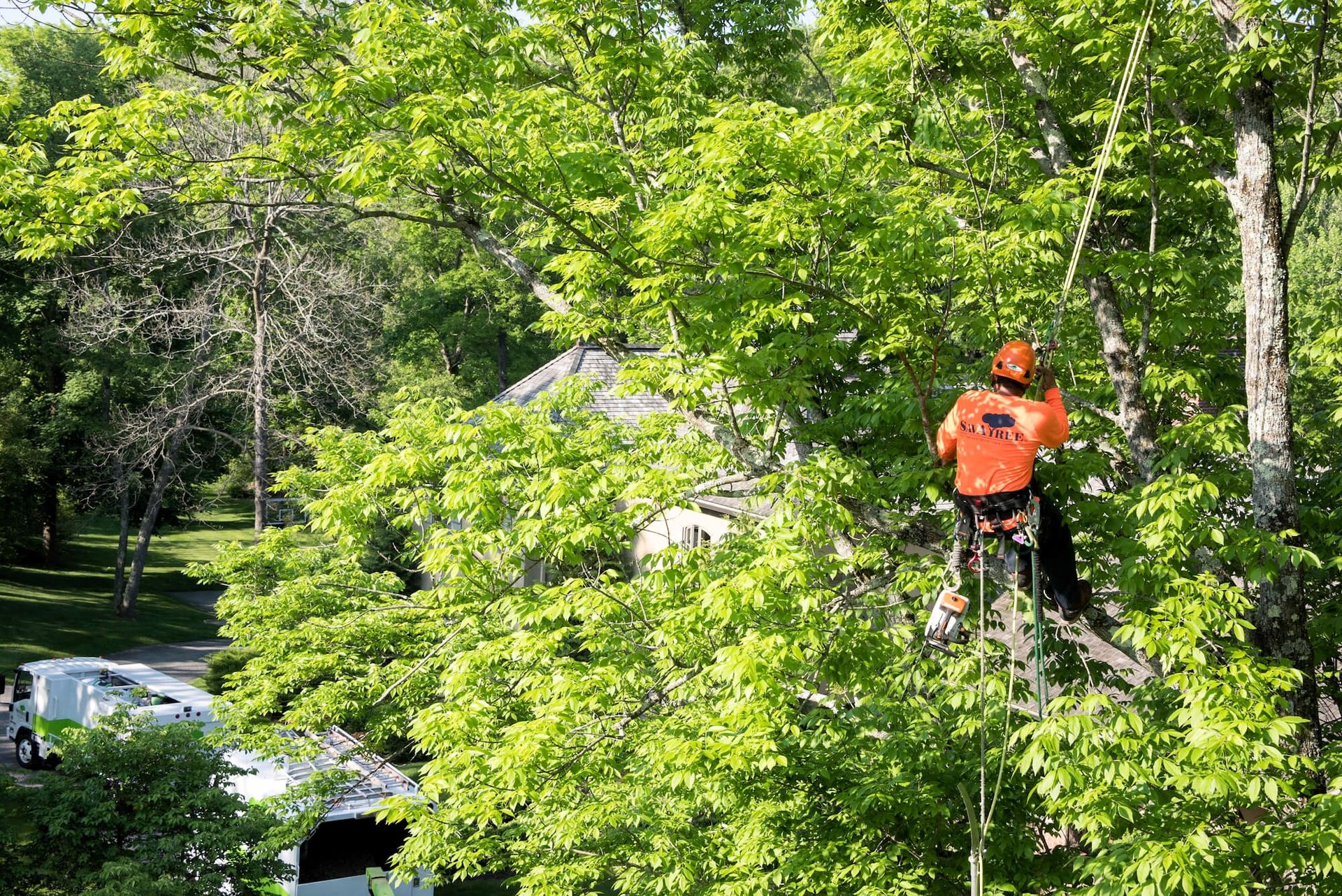 Info Tree Service What Is Tree Service? Understanding Core Tree Care Essentials