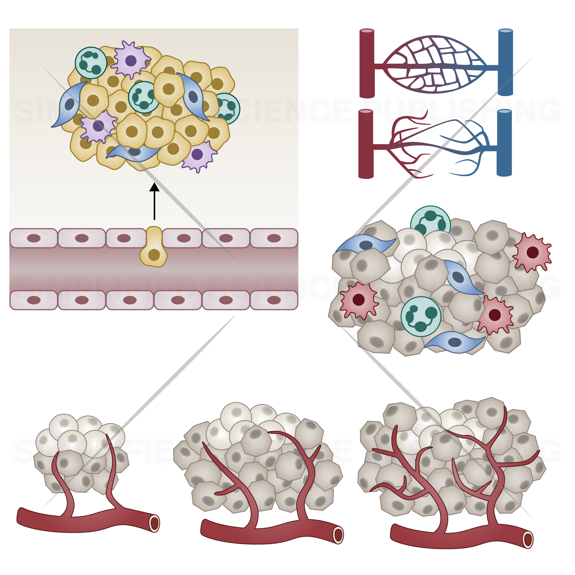 Cancer cell drawings and templates