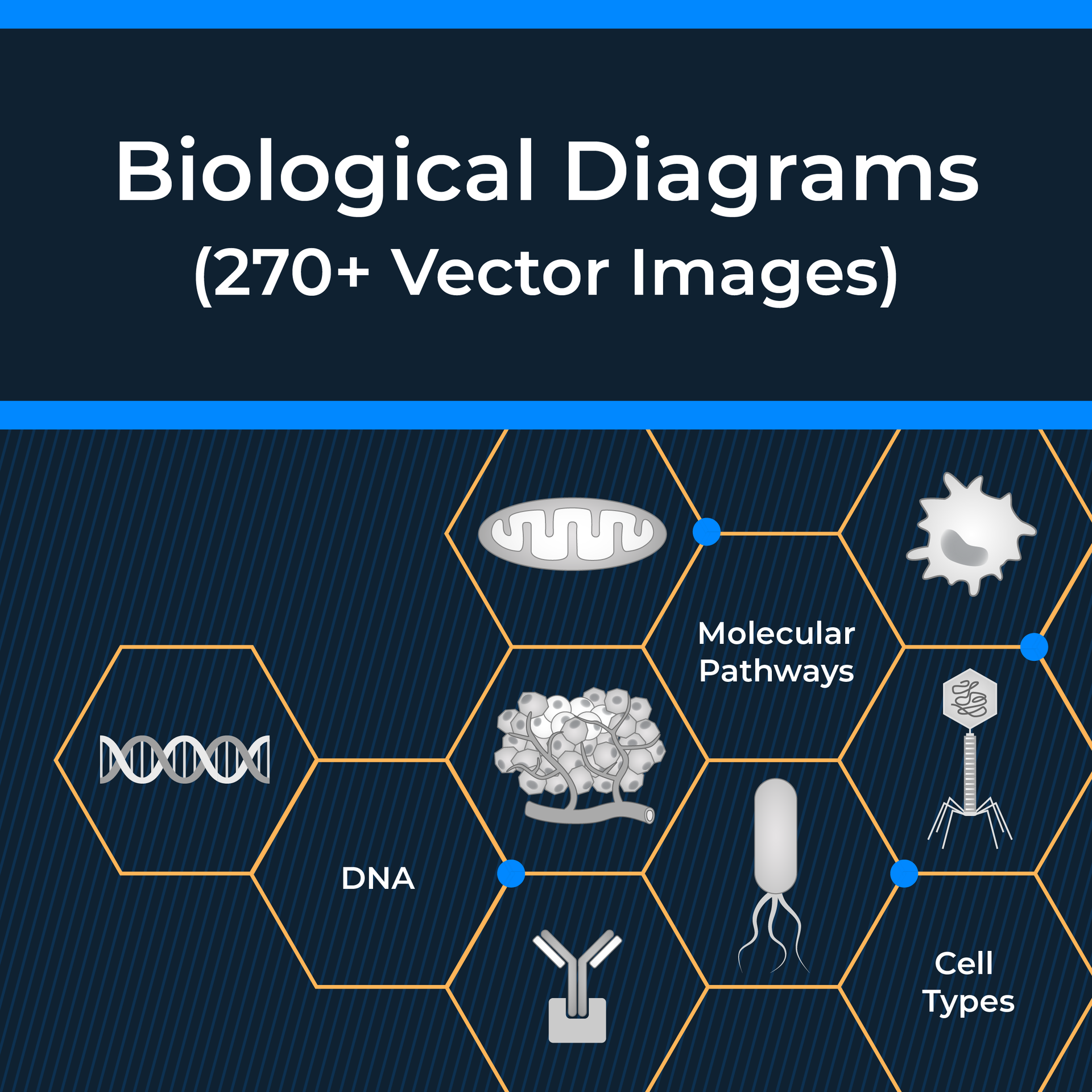 Biological diagram template examples