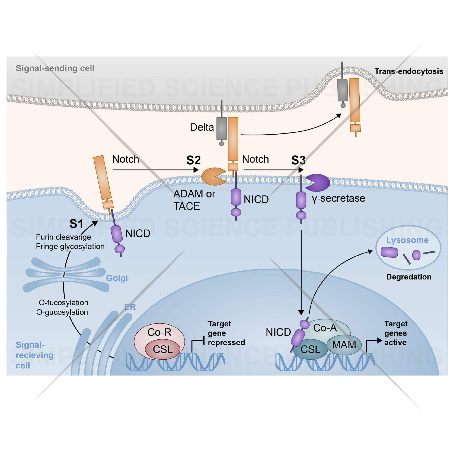 Notch molecular signaling pathway drawing
