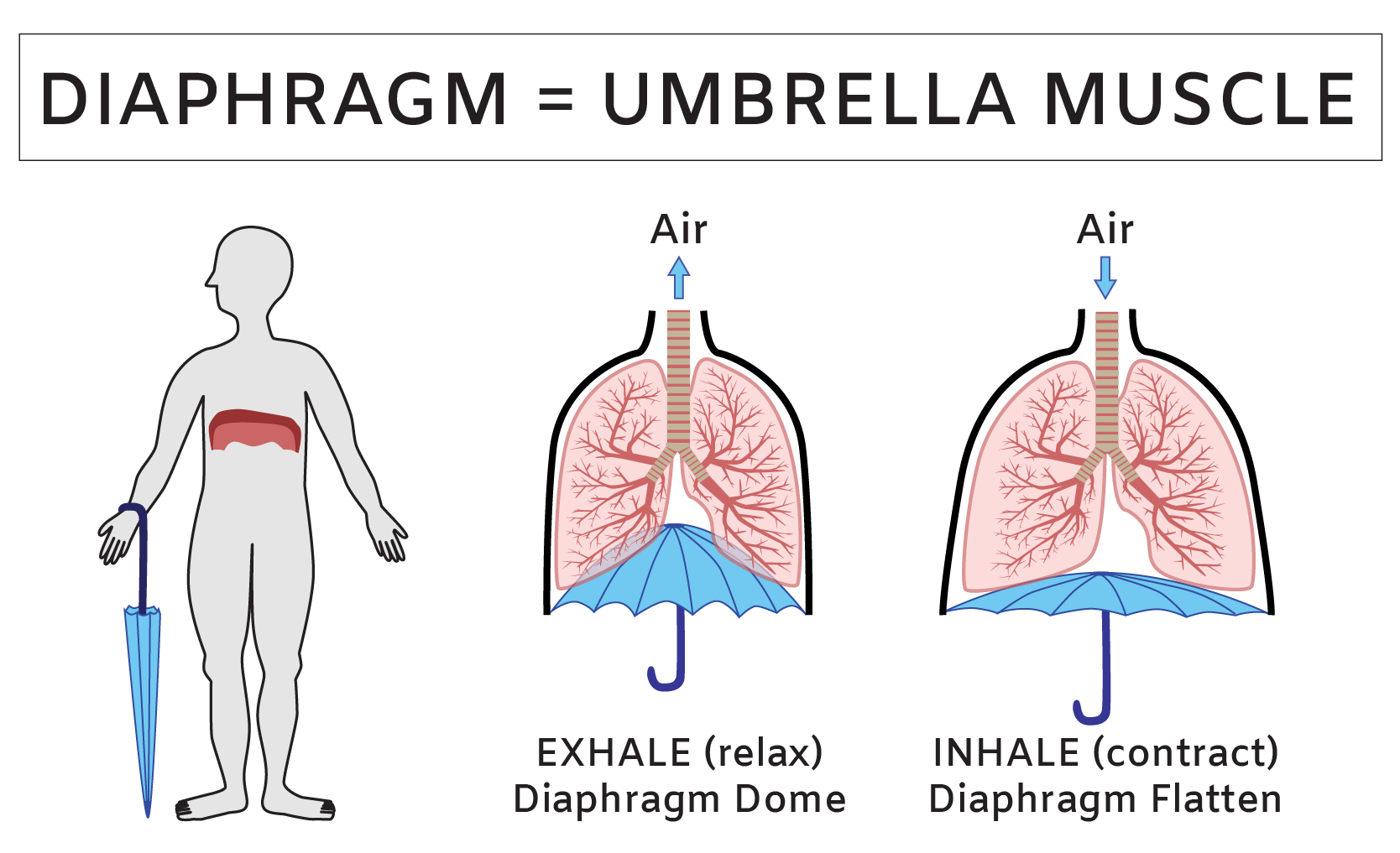 Human diaphragm anatomy structure and function summary