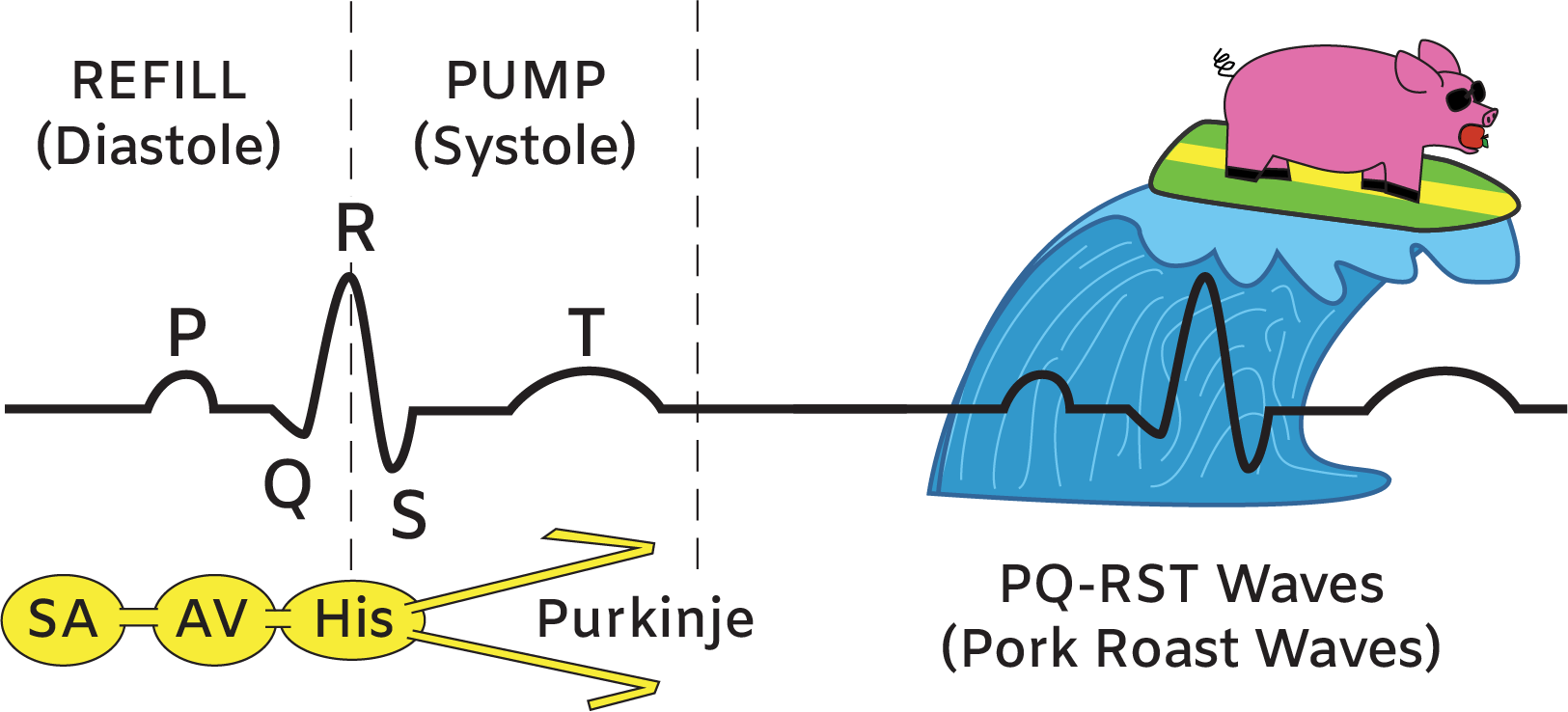 Heart ECG diagram and PQ-RST wave study tool
