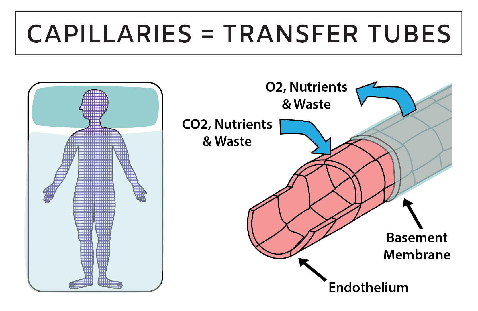 Human capillary anatomy and function summary illustration
