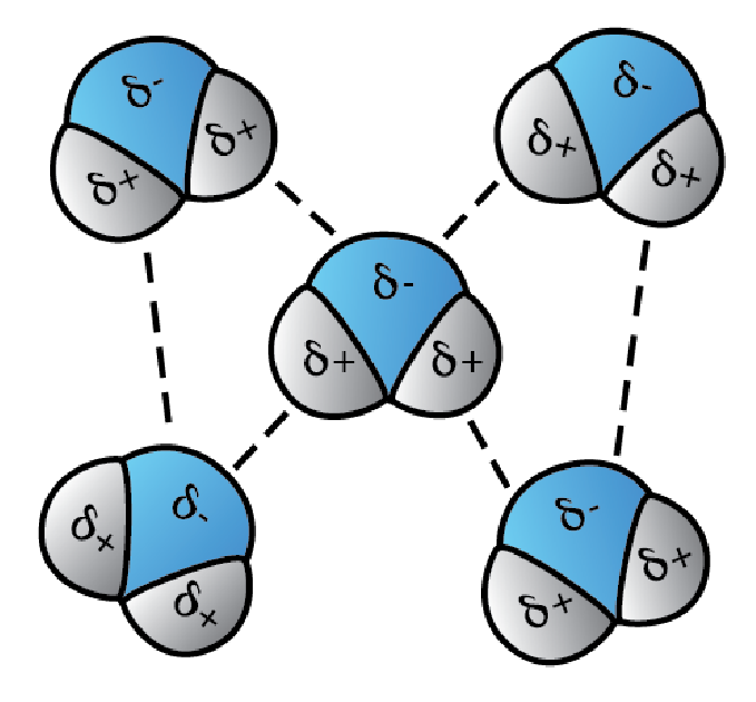 Cohesion with water molecules Cohesion water molecule illustration