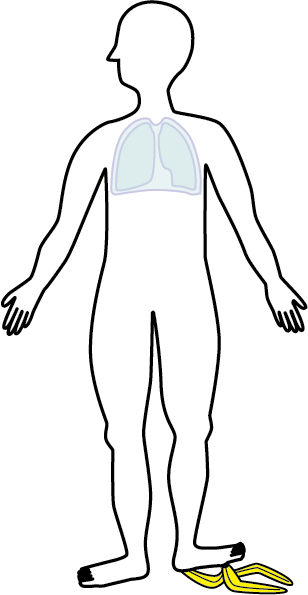 Lung pleura human anatomy Lung pleura human anatomy illustration