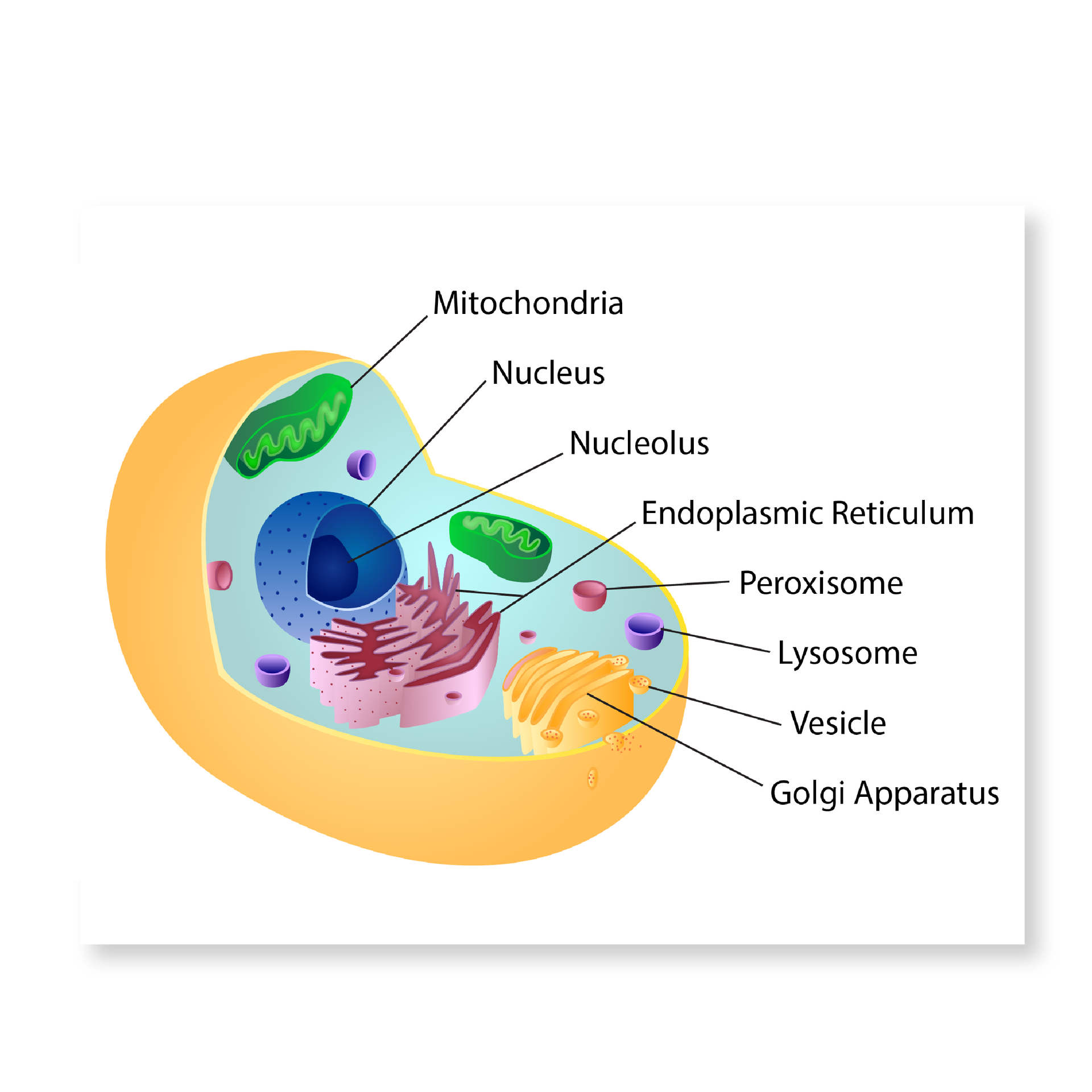 3D illustration of human cell diagram  