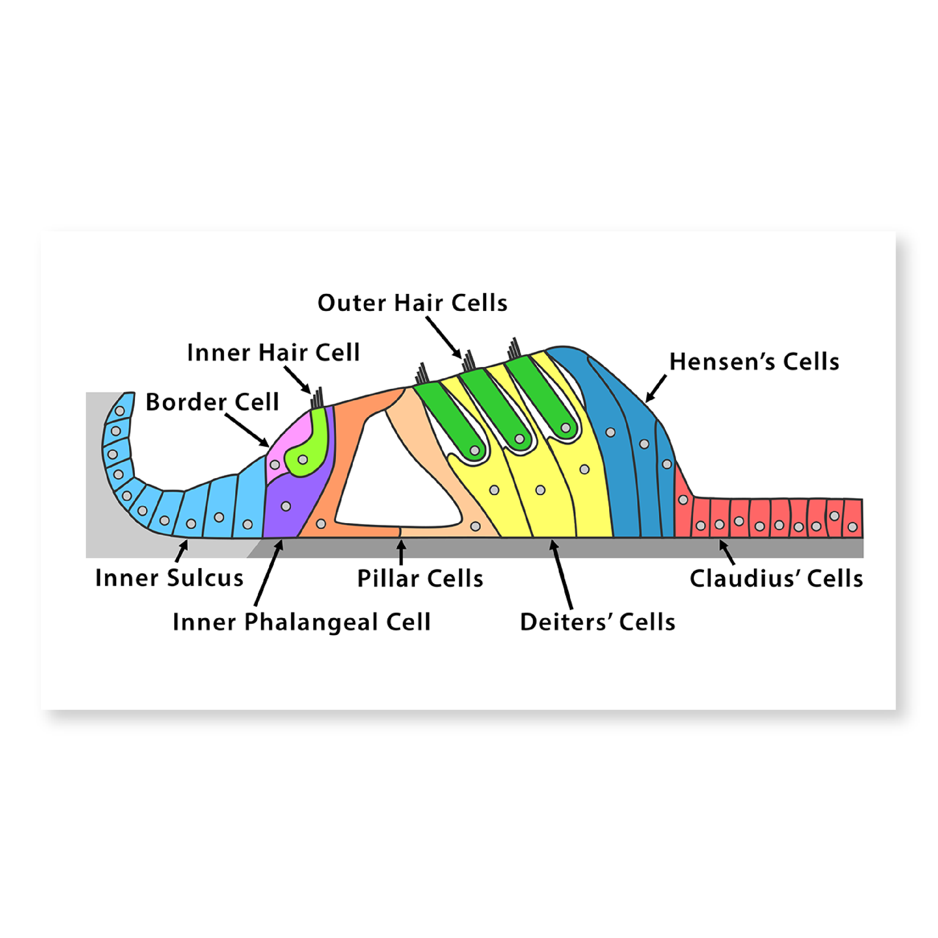 Illustration of cochlear cell types