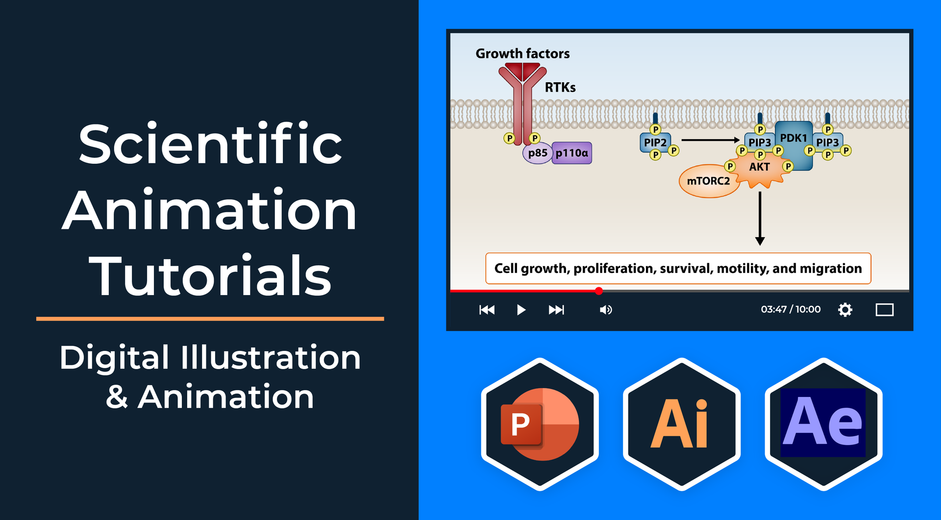 Scientific animation course description