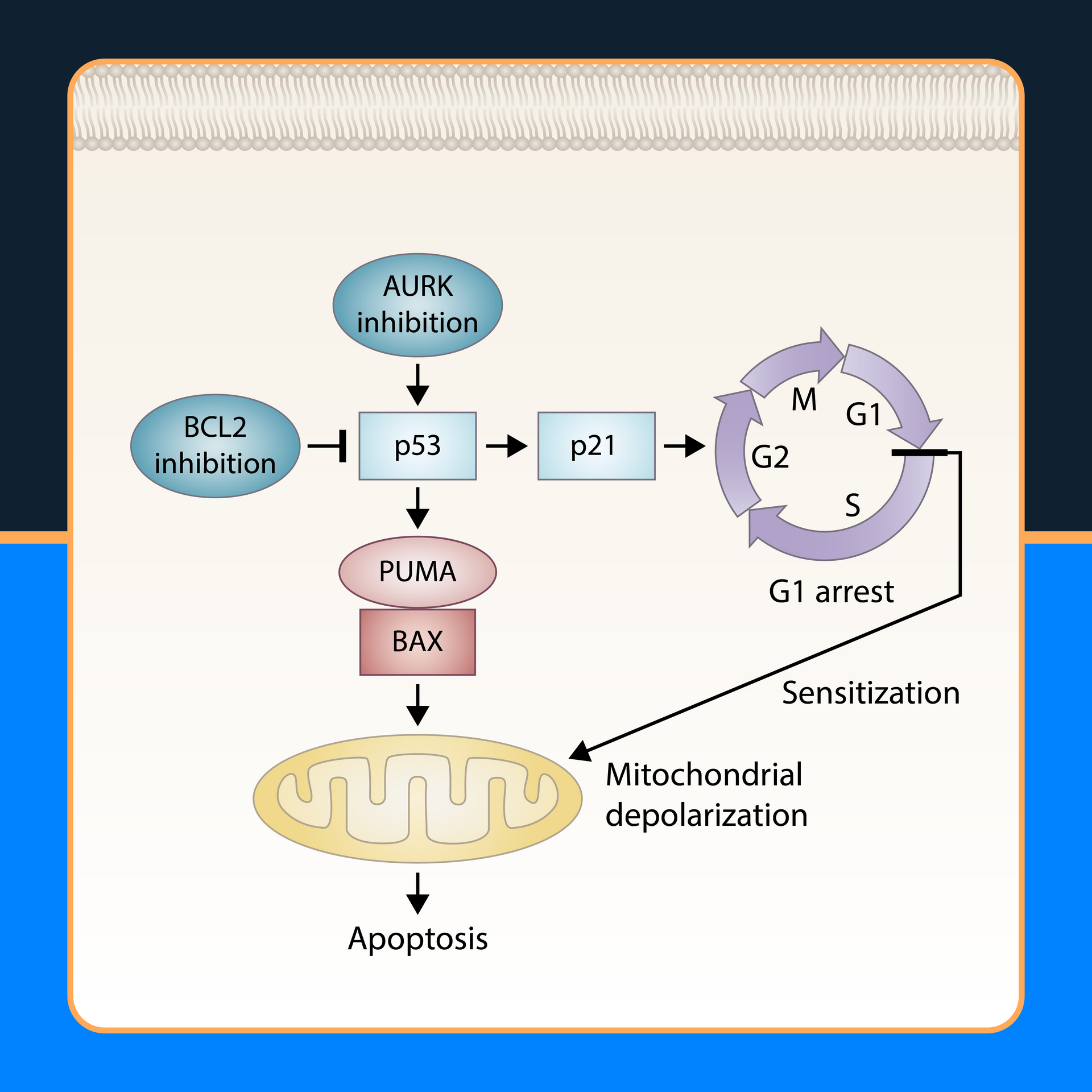 Graphical abstract example for scientific publication