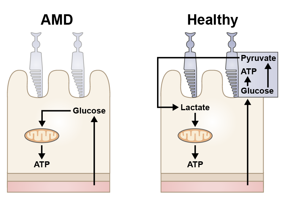 Retina cell illustration after example