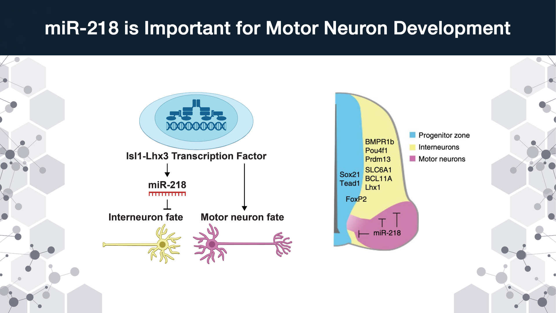 Take home message slide example for science talk