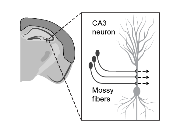 Scientific illustration example from workshop