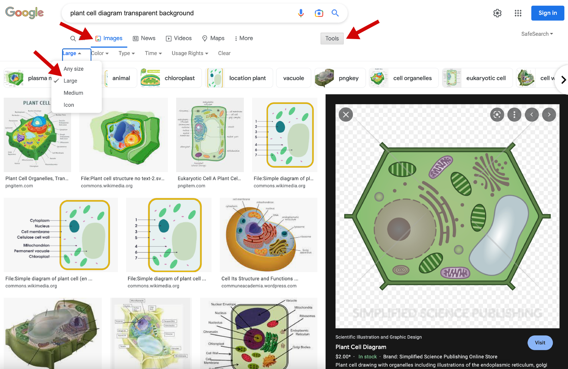 Screenshot Google example of transparent plant cell drawing Screenshot Google example of transparent plant cell drawings