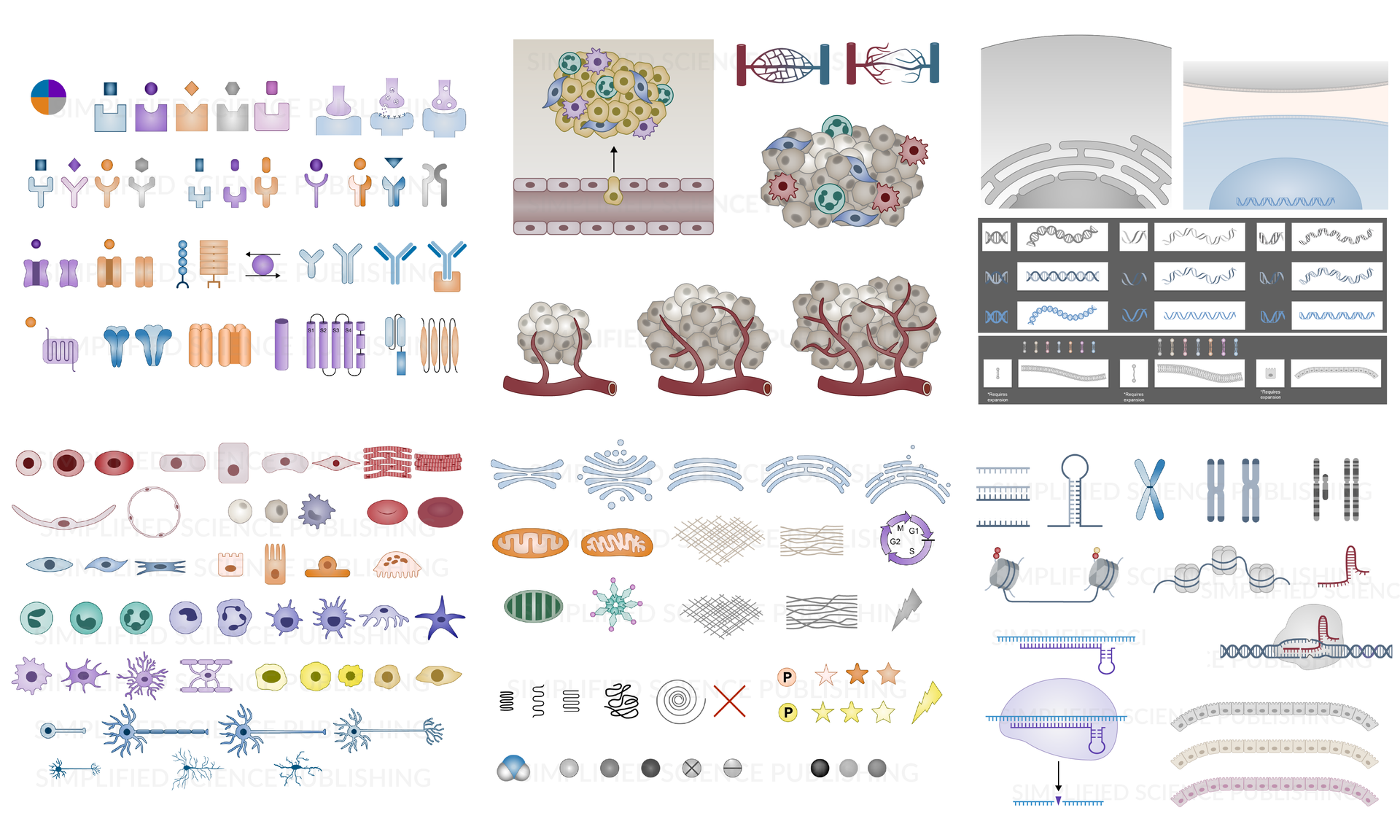 Link to download biological diagram templates Scientific illustration examples of biological diagram drawings