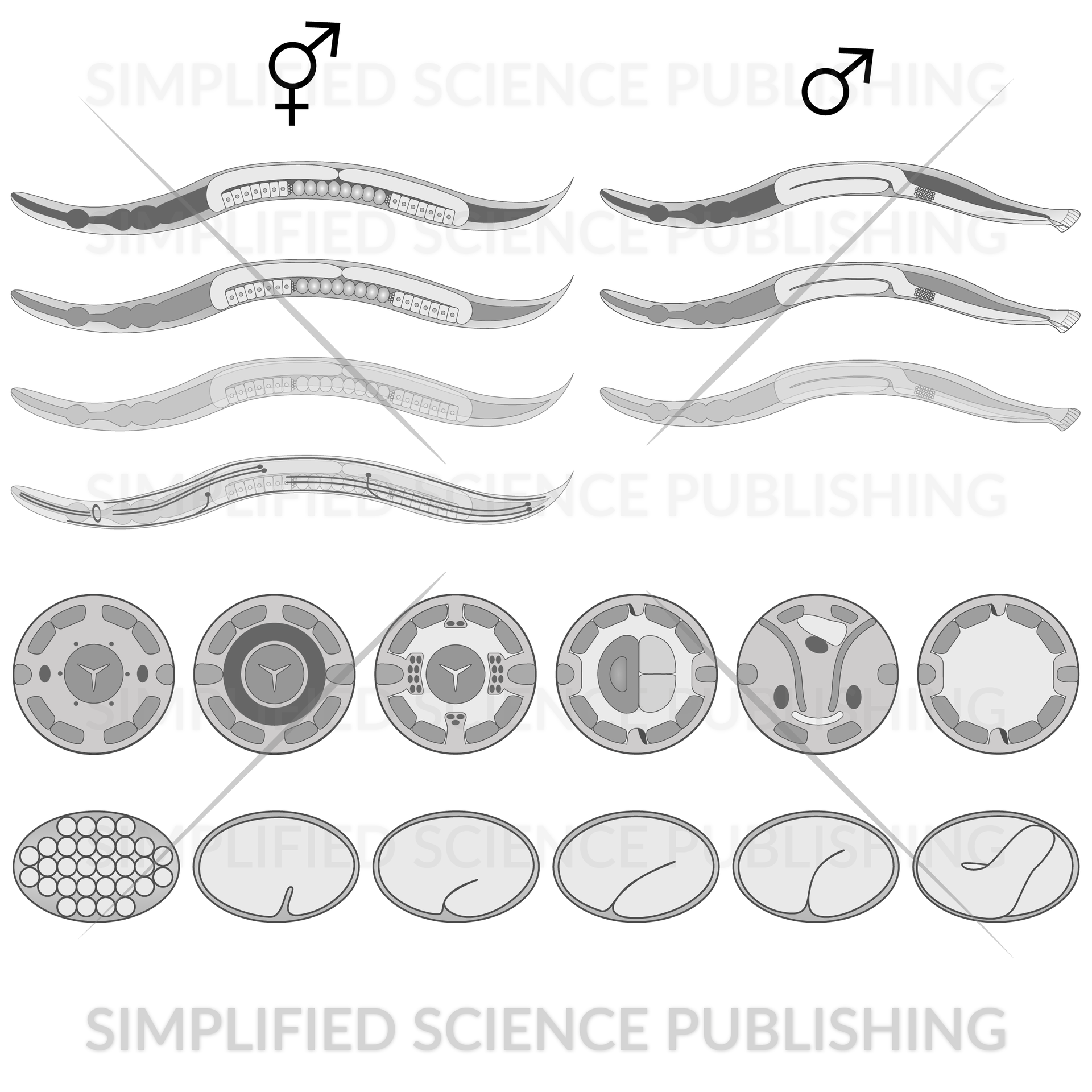 nematode drawing examples for scientific papers nematodedrawing examples for scientific papers