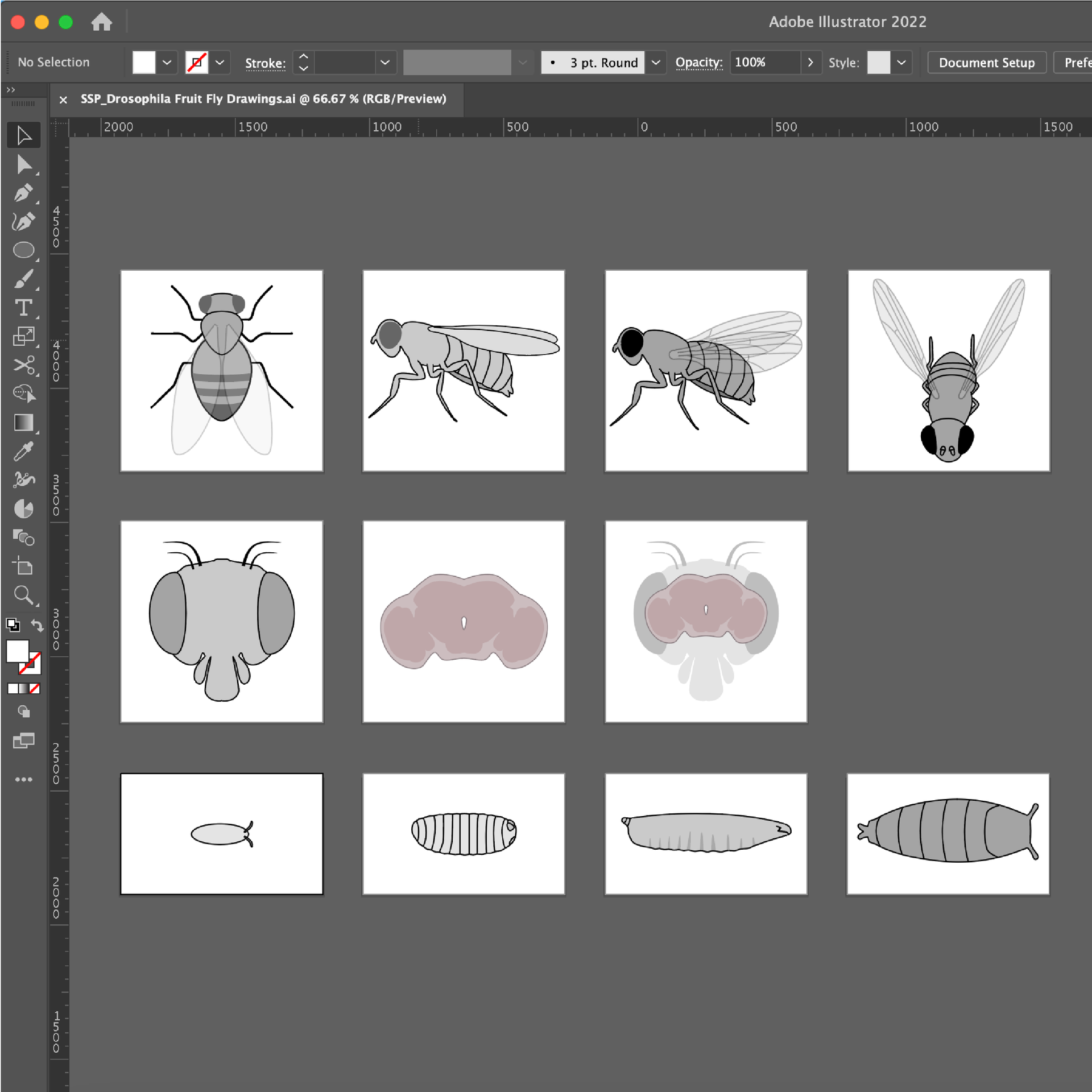 Drosophila/fruit fly drawings and vector templates