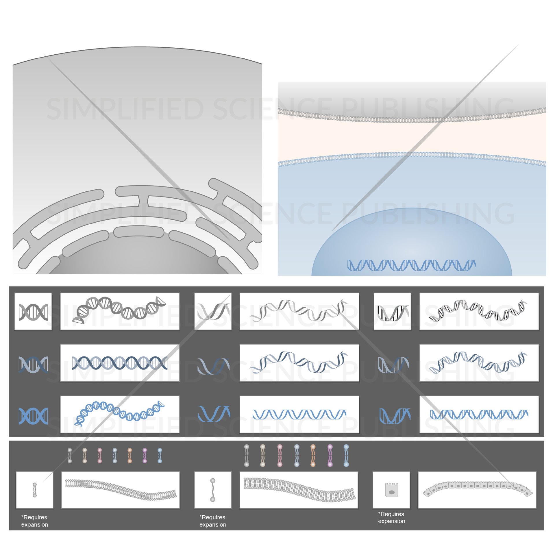 Cell biology drawing templates for DNA and cell backgrounds