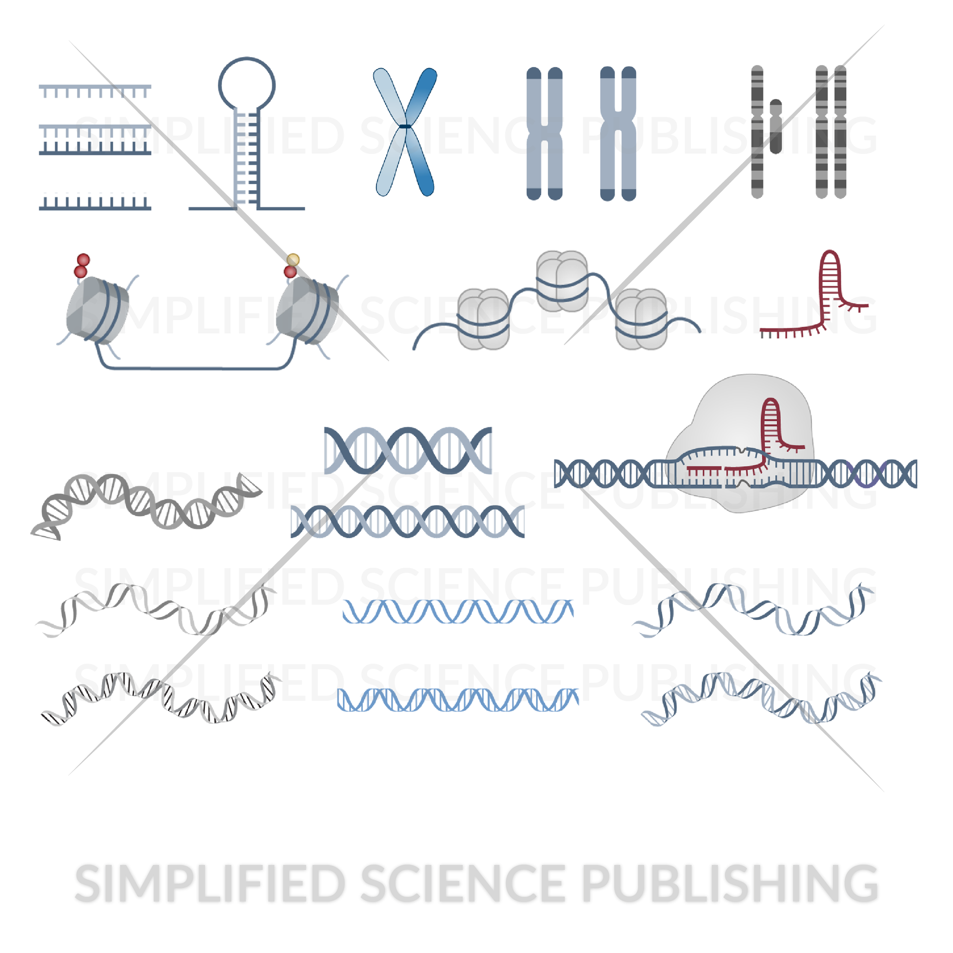 DNA, RNA, Histone, CRISPR drawings and templates