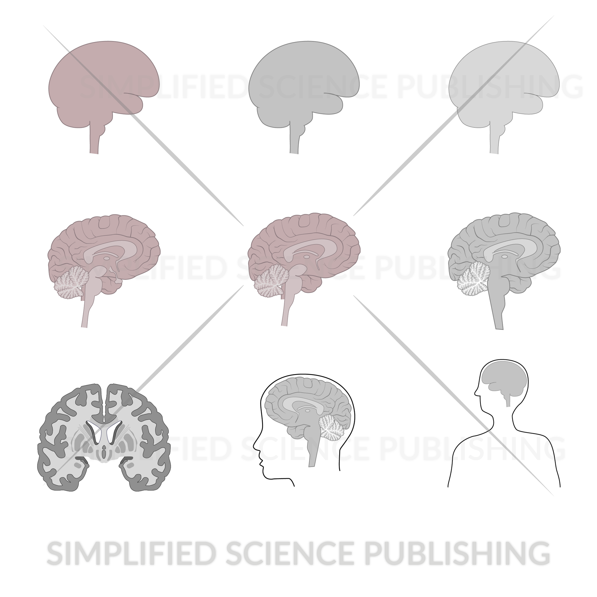 human brain drawing examples for scientific papers human brain drawing examples for scientific papers