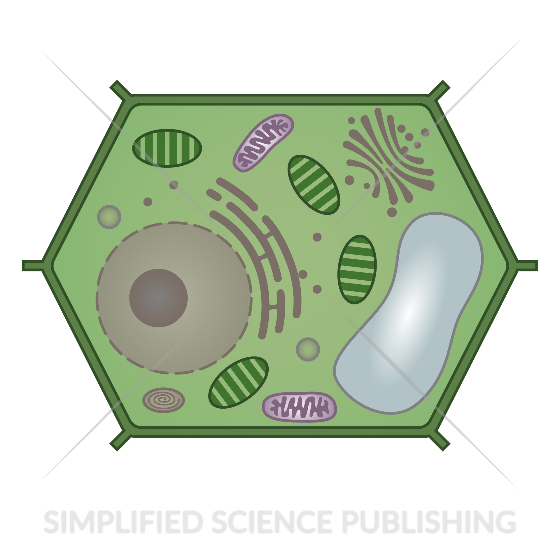 Plant cell diagram vector illustration