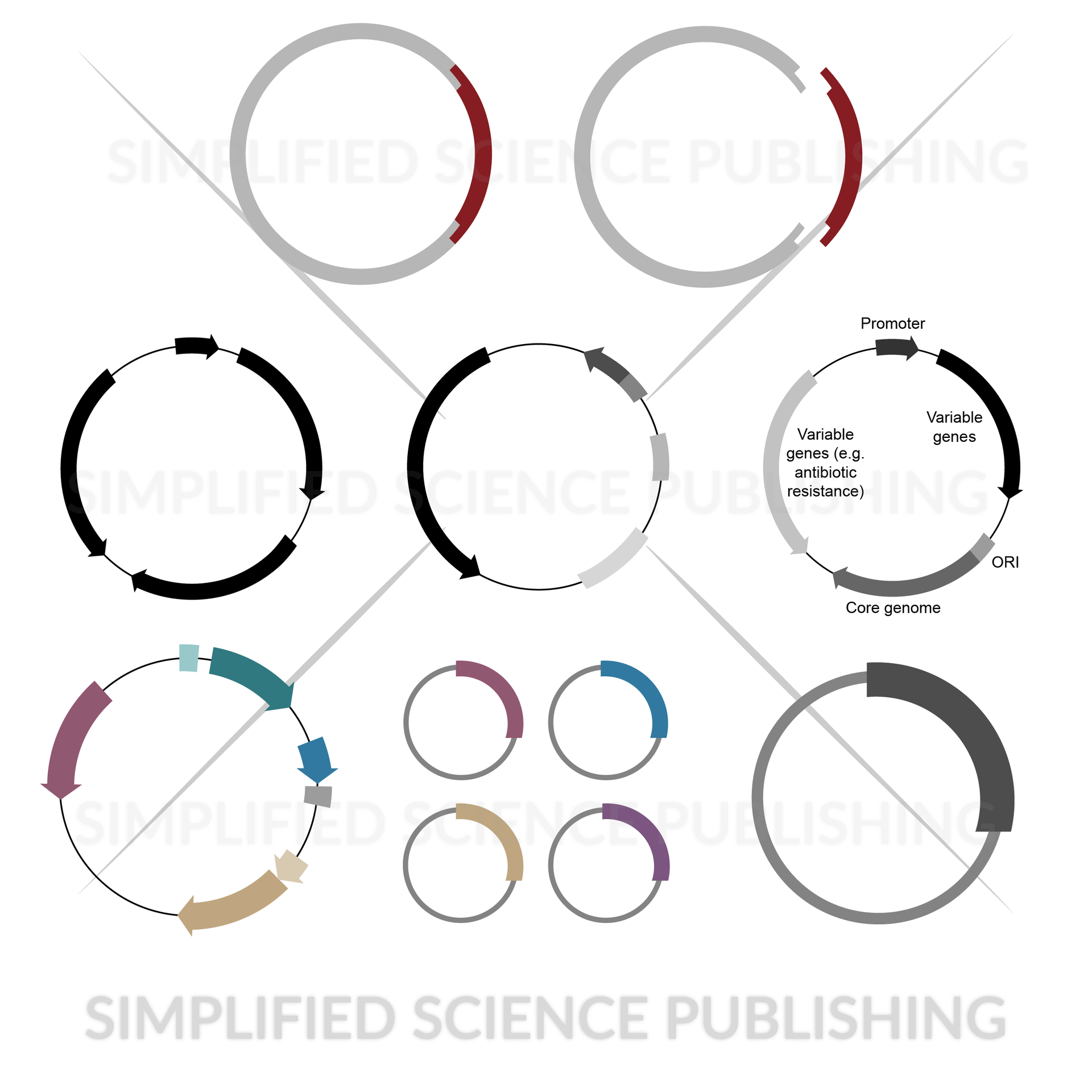 Plasmid drawings and templates