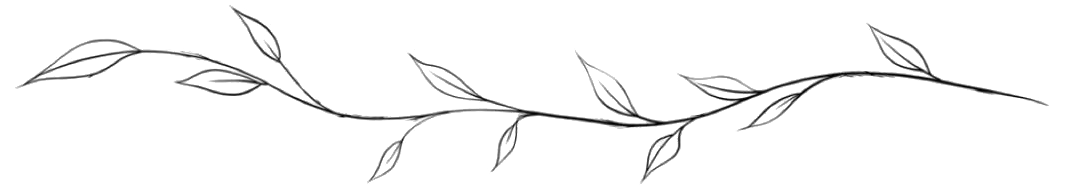 A Delicate, Hand-drawn Black Line Sketch of a Thin, Winding Vine — Cathie Barnes Holistic Wellness in Yeppoon, QLD