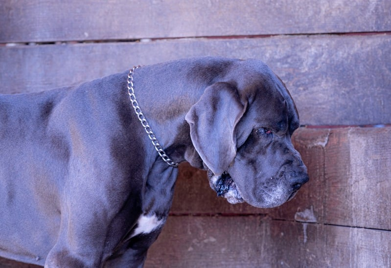Diesel, our 1st gentle giant, stands with a calm, lowered gaze against a wooden wall, hoping for the loving home he deserve.
