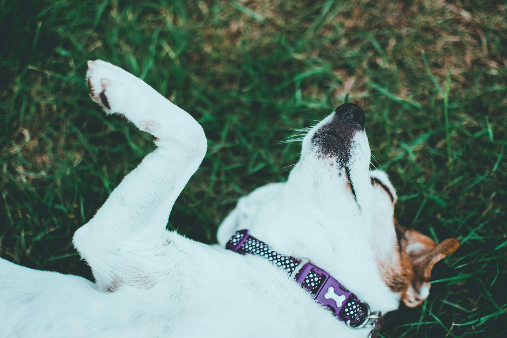 A happy dog rolls onto his back at boarding at FDH, being goofy and loving every moment of his stay.