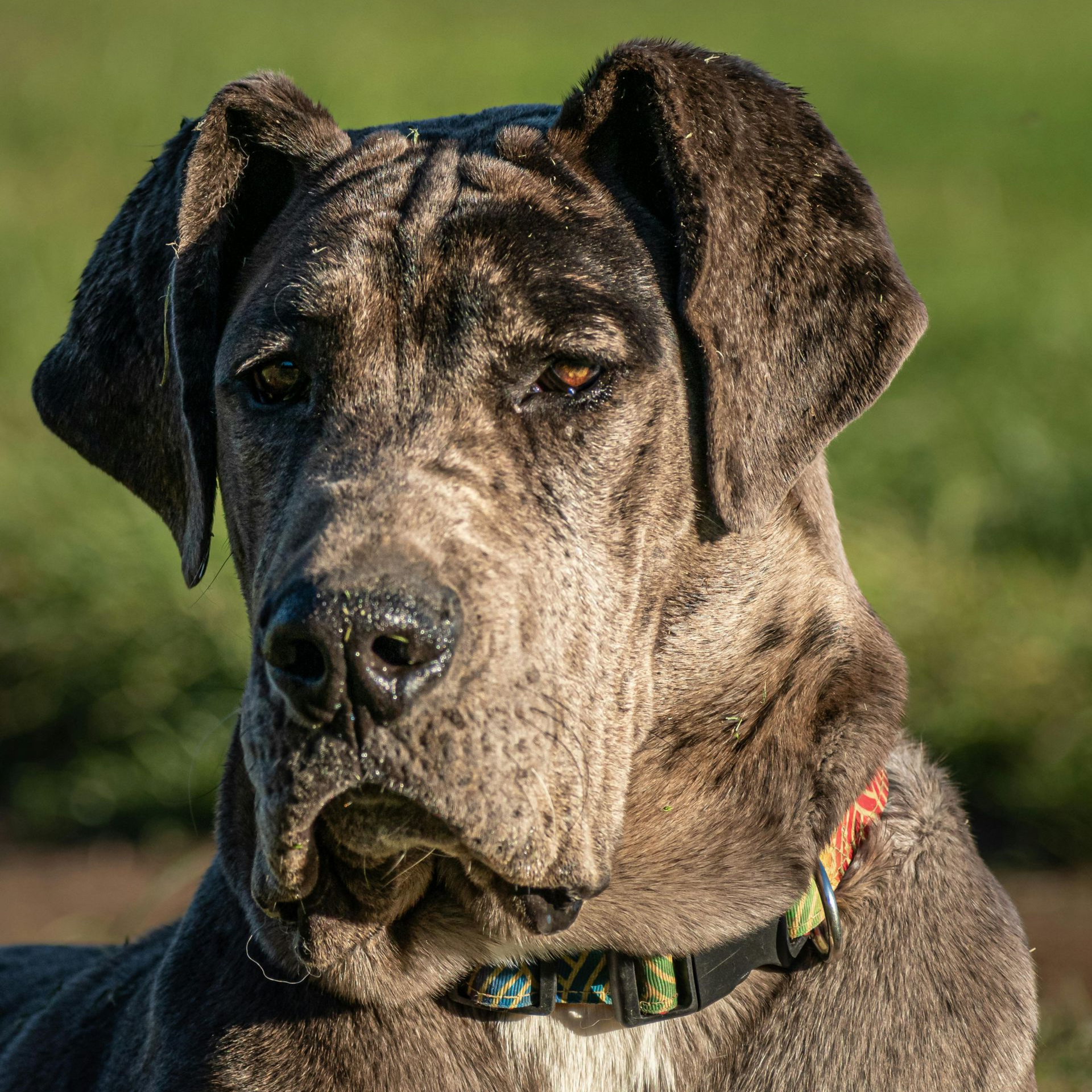 Sweet looking Great Dane