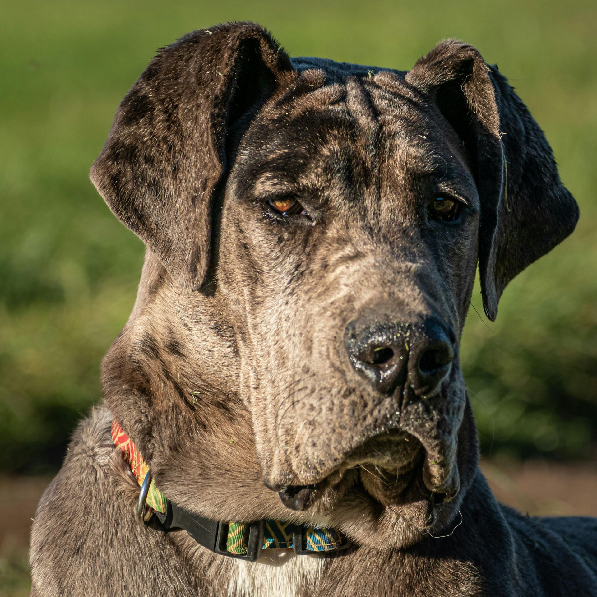 Adopt a gentle giant — this sweet soul, or one like him, could be your next best friend.