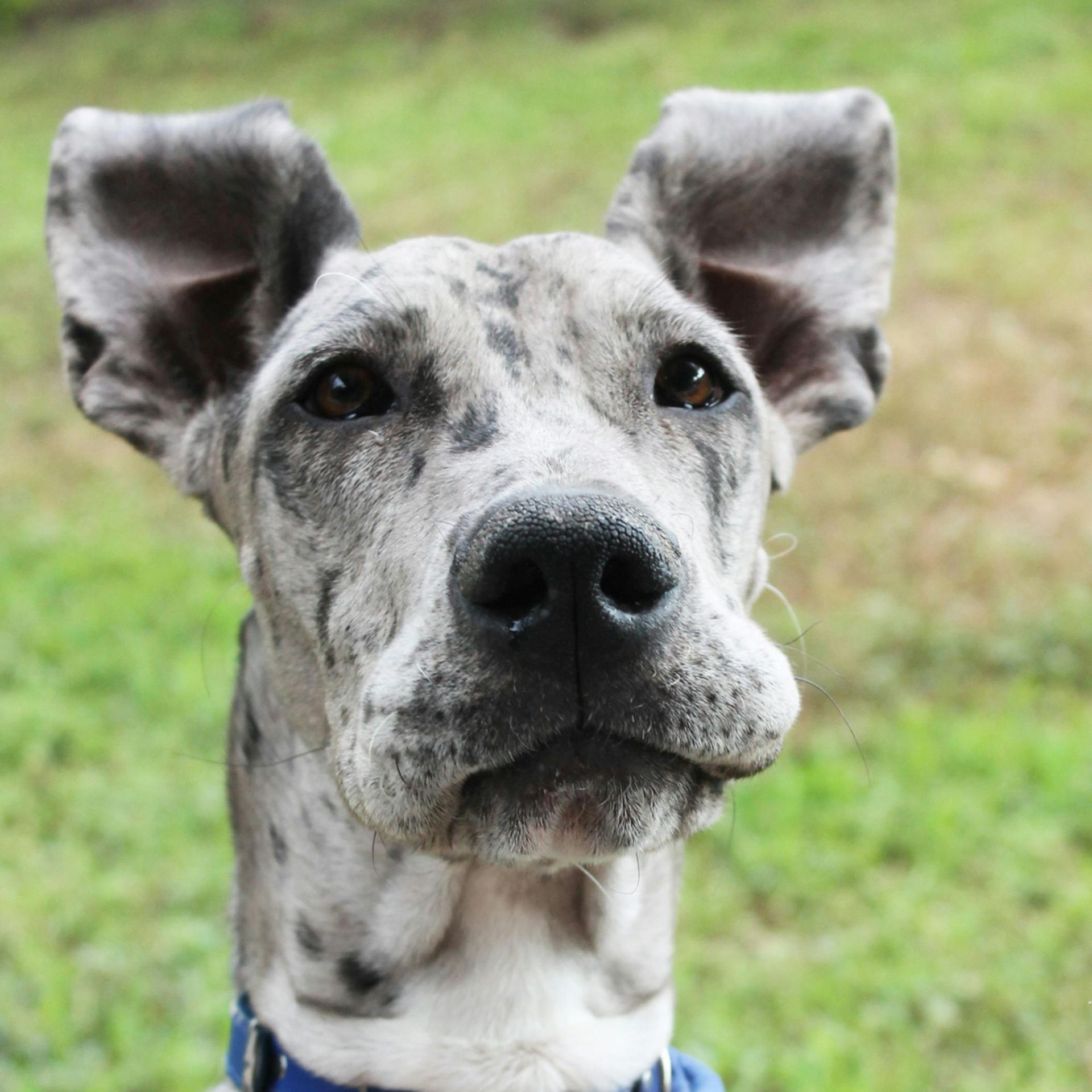 Adopt a gentle giant — this sweet soul, or one like him, could be your next best friend.