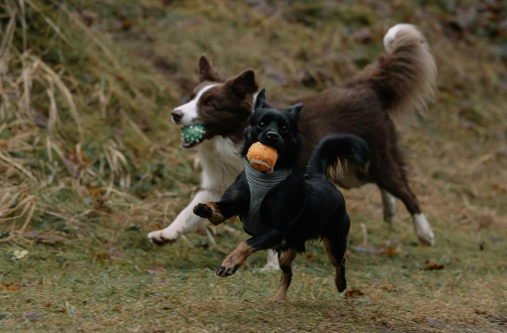 Two dogs play together at daycare, enjoying safe outdoor fun and gentle social time during their stay.