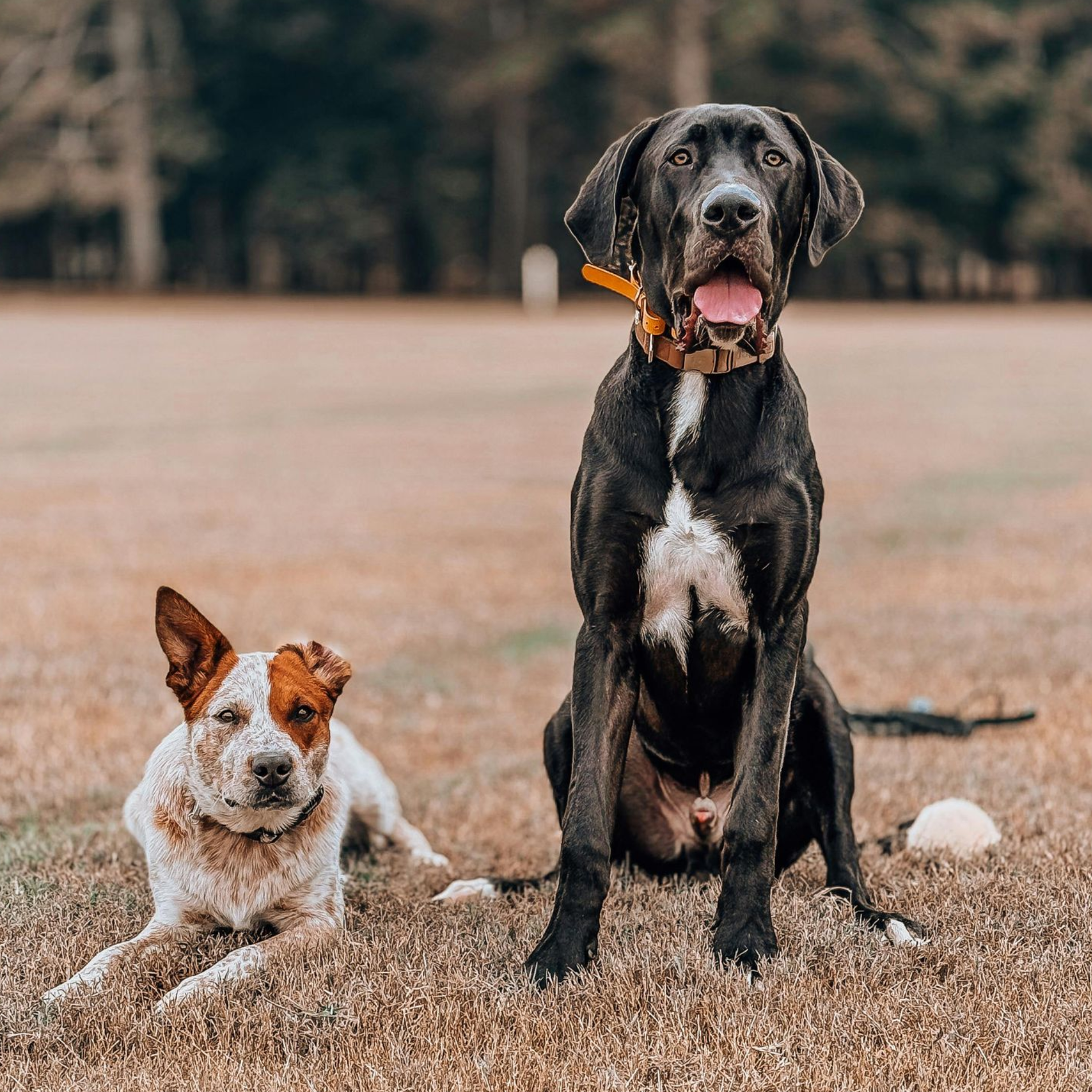 Cute Danes having fun and playing together, showing their sweet, goofy bond.