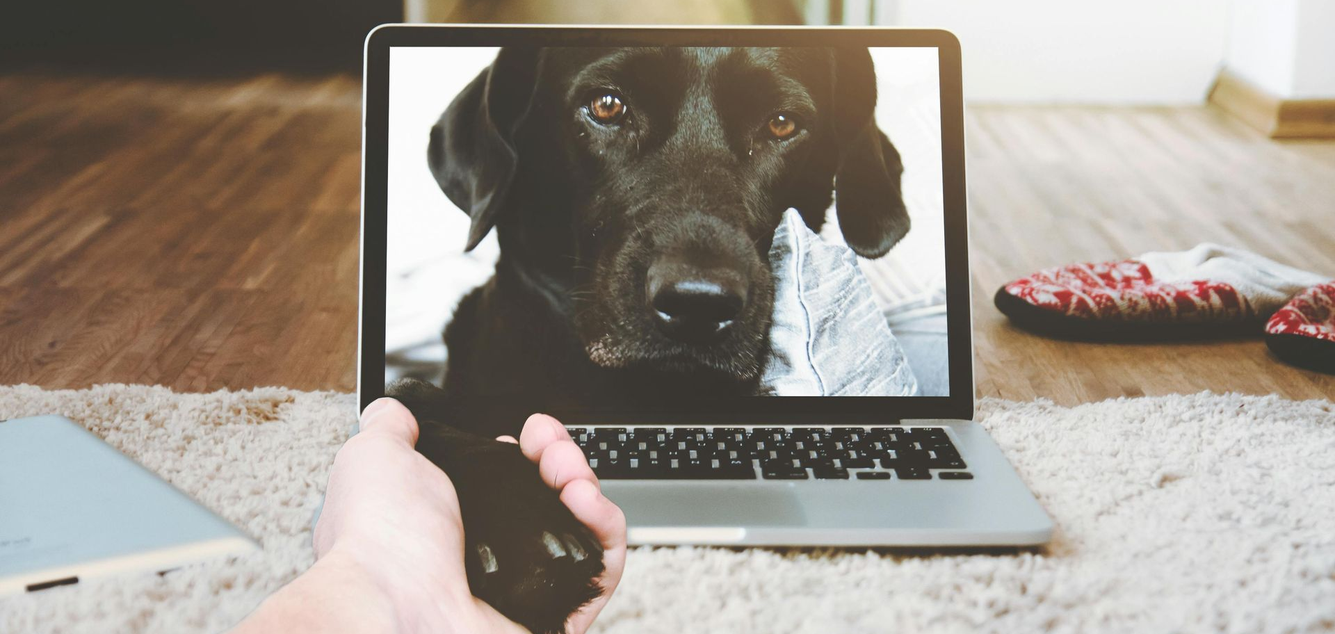 A dog extends its paw from a computer screen toward a human hand, symbolizing a plea for help and compassion.