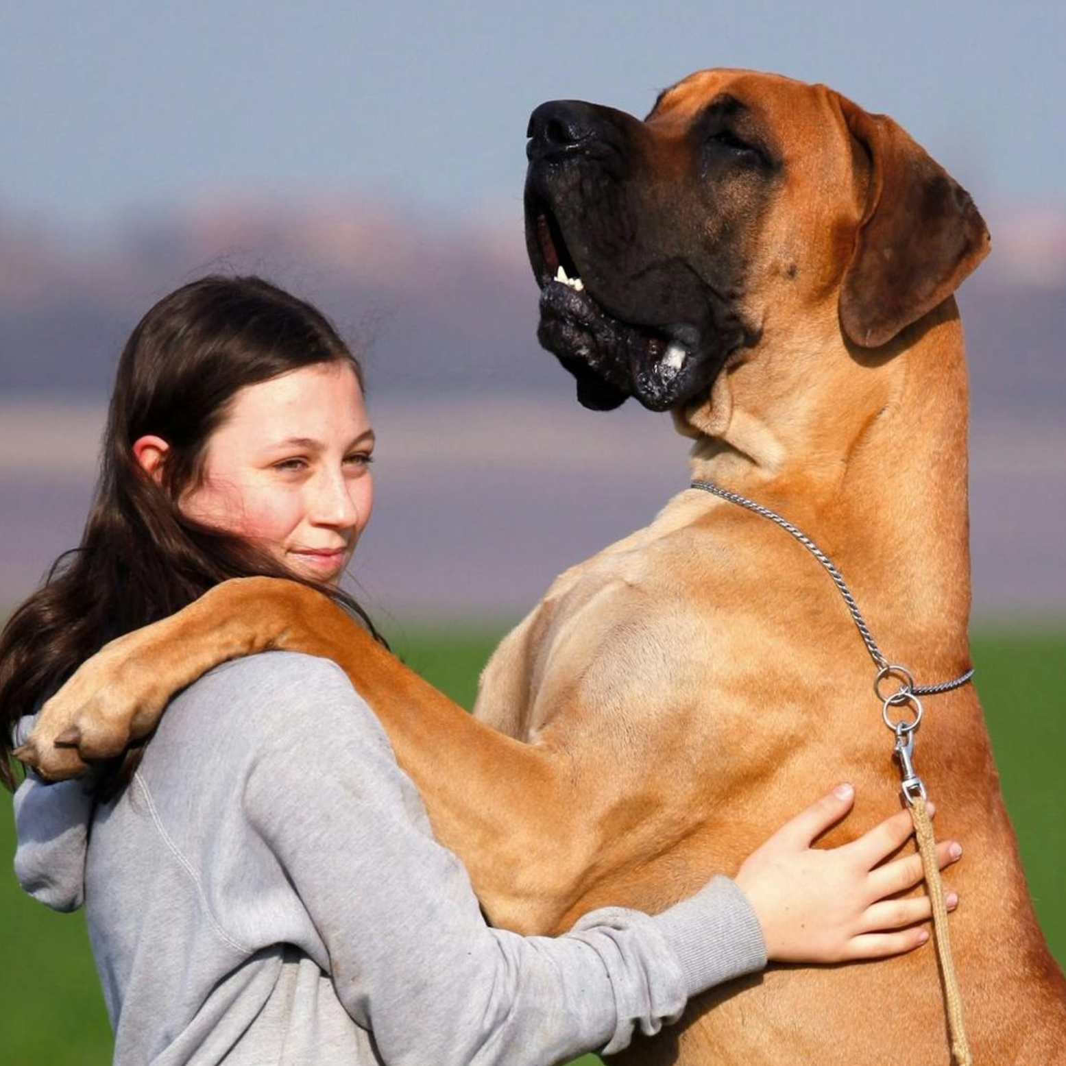 Adopt a gentle giant — this sweet soul, or one like him, could be your next best friend.