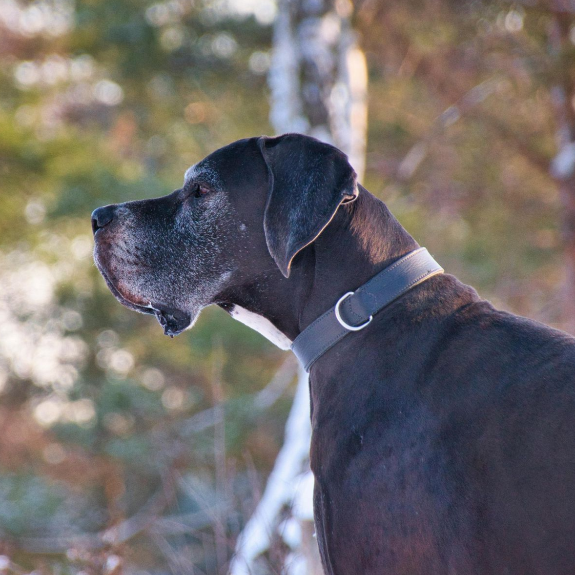 Adopt a gentle giant — this sweet soul, or one like him, could be your next best friend.