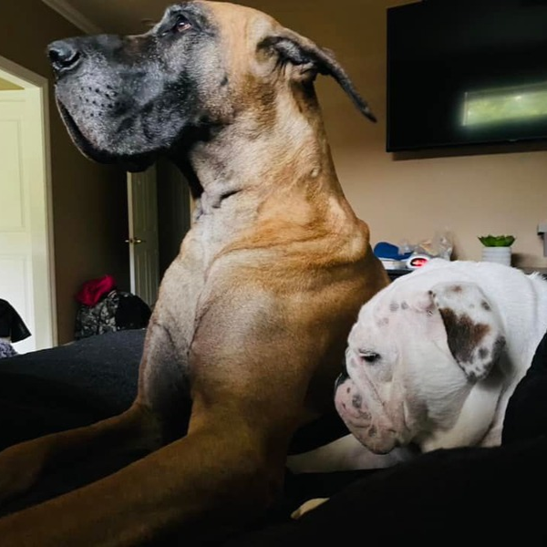 Faith's  fur babies Buns and Rooster, BFF!