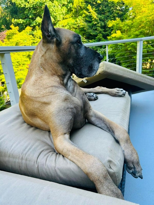 Rooster, one of Faith's babies hanging on the patio.