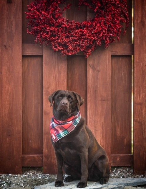 Ruby Mae Bibber, Therapy Dog at Bibber Memorial Chapel