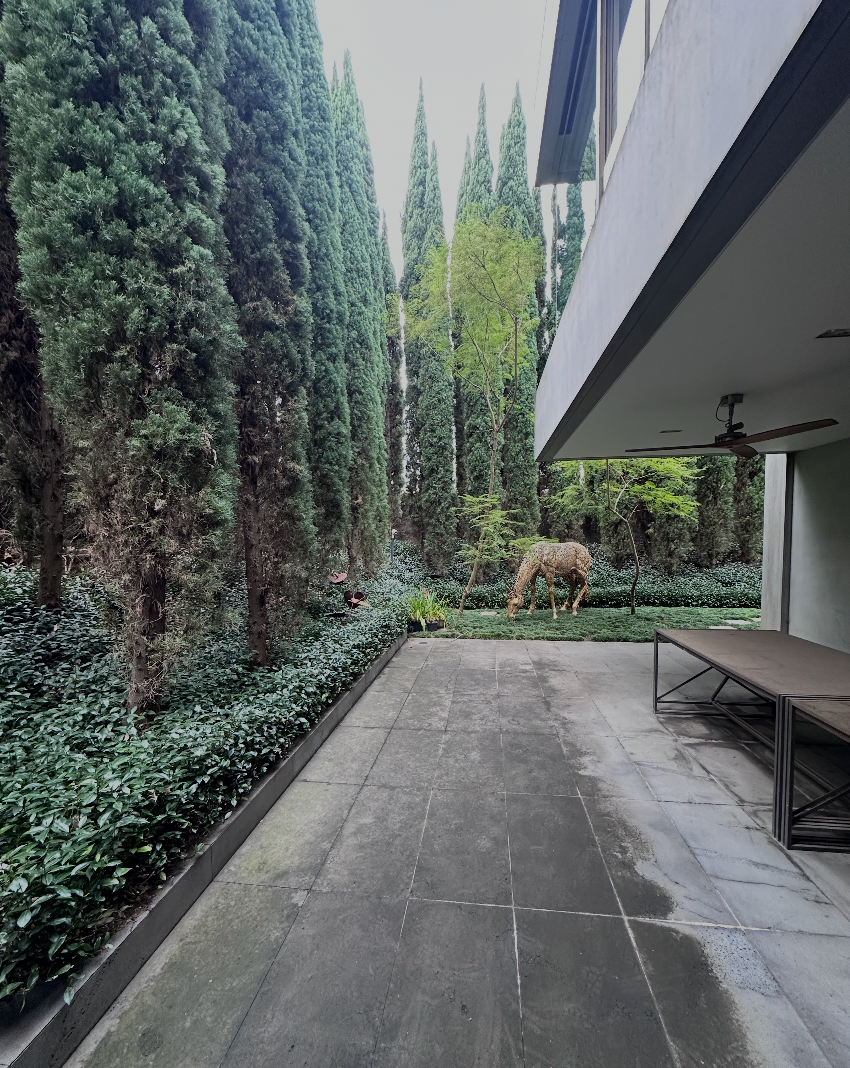 Quiet courtyard walkway beside a modern building, bordered by tall cypress trees and dense greenery.