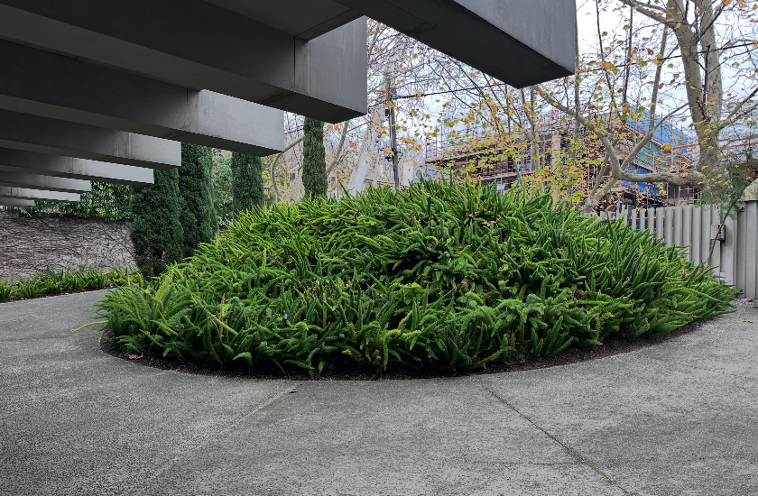 Low green shrub bed in a concrete courtyard beside a modern building