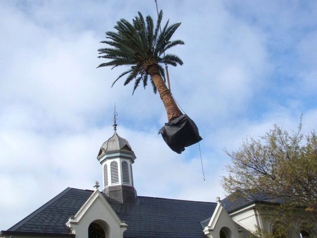 A palm tree is being lifted into the air by a crane