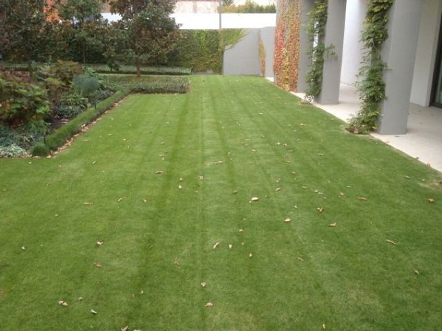 A lush green lawn with a row of trees in the background.