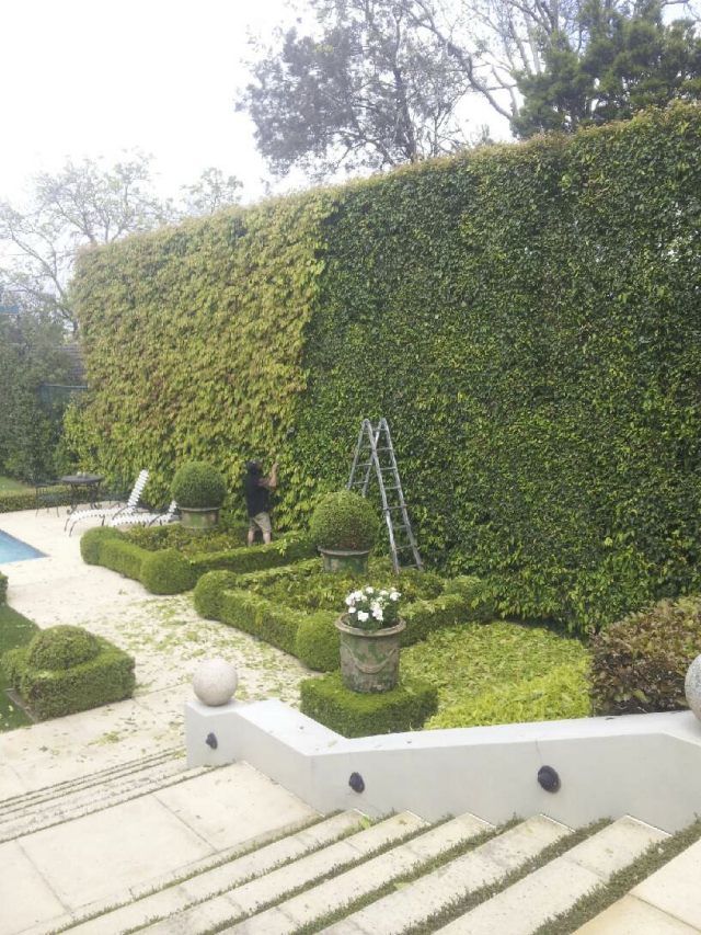 A man is trimming a hedge in a garden next to a pool.