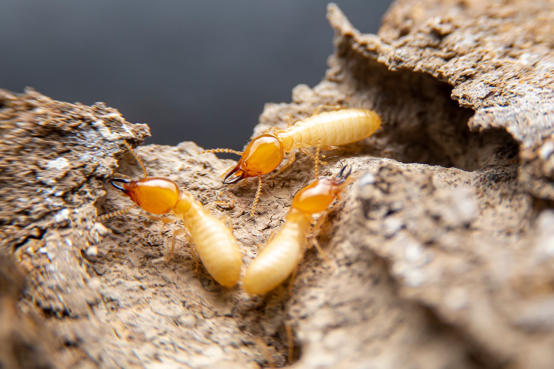 Close-up of pale worker termites with amber heads crawling across chewed, hollowed-out wood grain.
