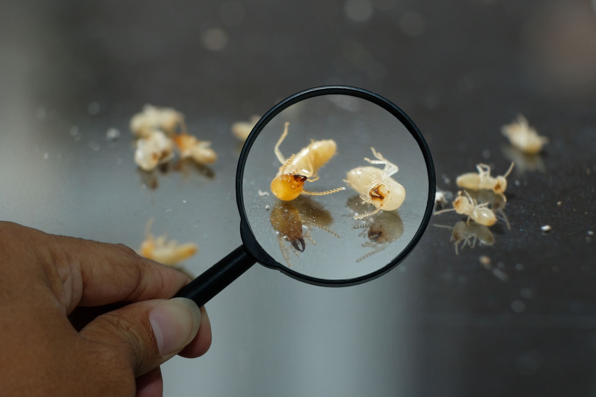 Small termites under a magnifying glass, showcasing termite control for accurate detection.