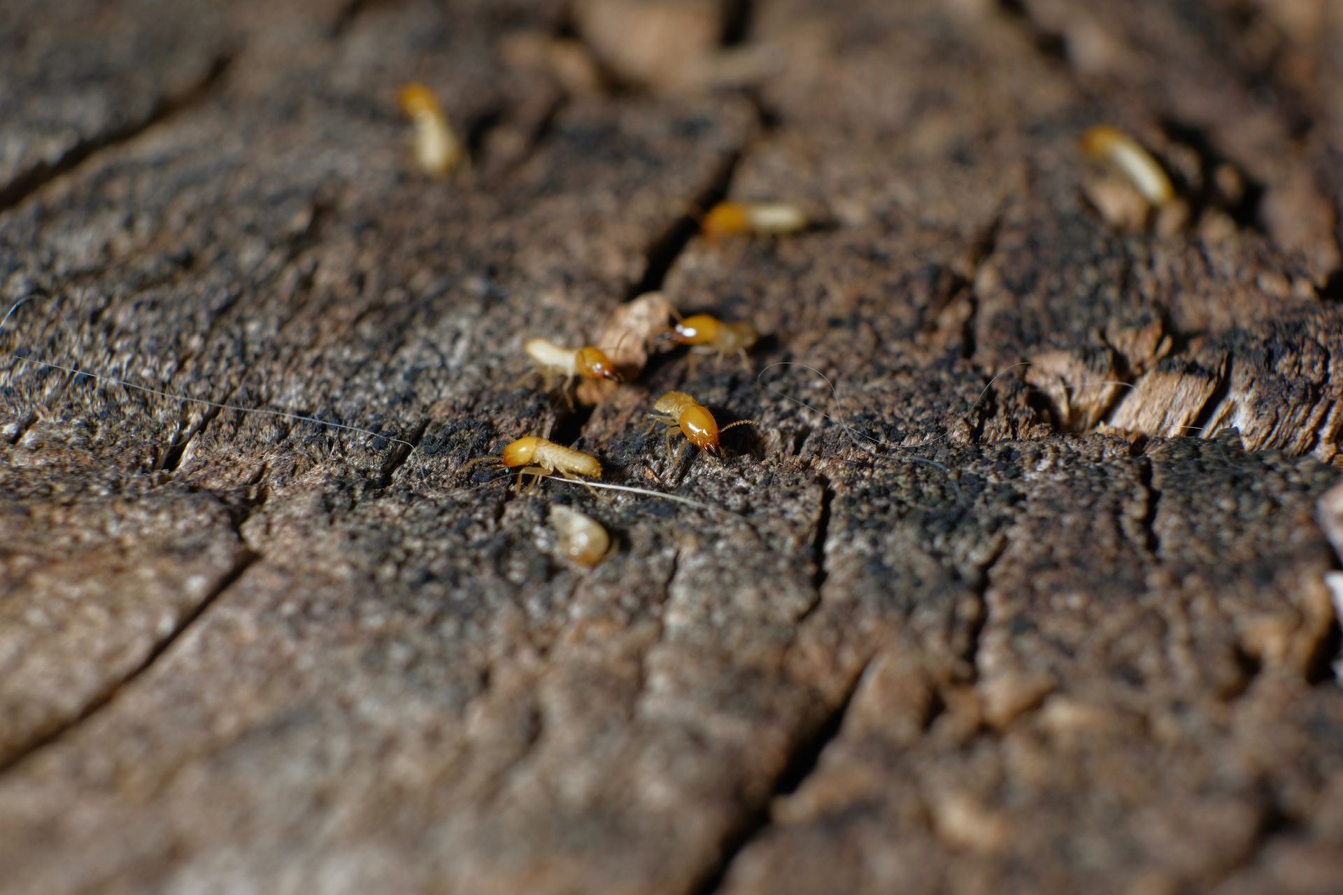 Close-up of drywood termites in old wood, highlighting professional termite control solutions.