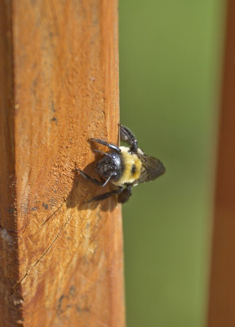 Flying Bees — Bloomington, IN — Kelley's Termite & Pest Control