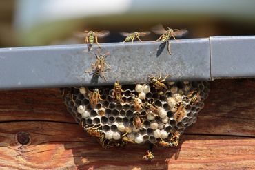 Bee Hive — Bloomington, IN — Kelley's Termite & Pest Control Bee Hive — Bloomington, IN — Kelley's Termite & Pest Control
