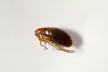 Flea— Bloomington, IN — Kelley's Termite & Pest Control Flea— Bloomington, IN — Kelley's Termite & Pest Control